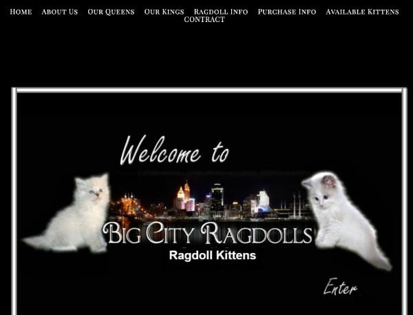 Big city Ragdoll cats