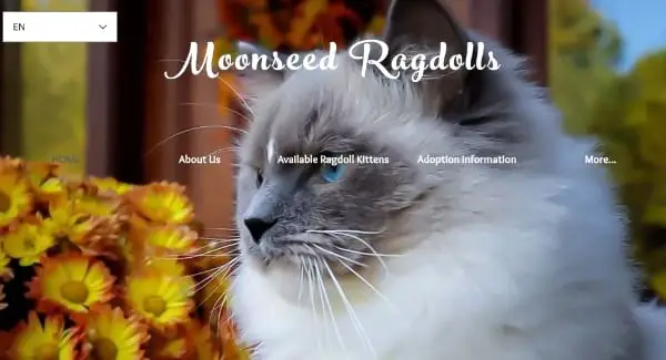 Moonseed Ragdolls