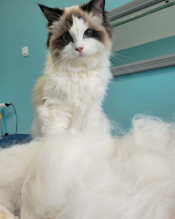 Ragdoll VS Birman Cat Grooming