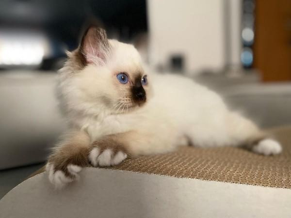 The Origins of the Birman