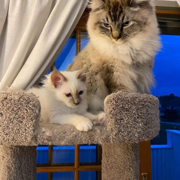 What is the Difference Between Ragdoll and Birman Cats?