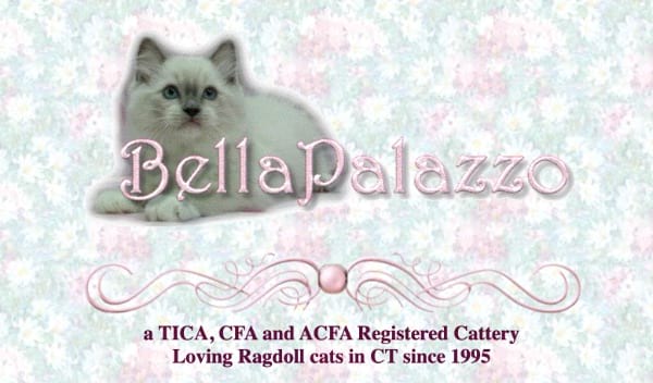 BellaPalazzo Ragdolls