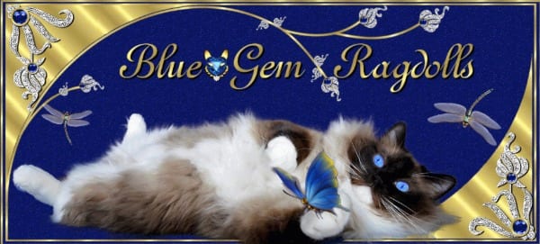 Blue Gem Ragdolls