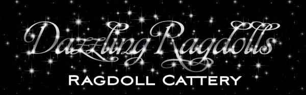 Dazzling Ragdolls