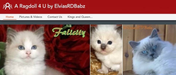 Elvia’s Ragdoll Babz