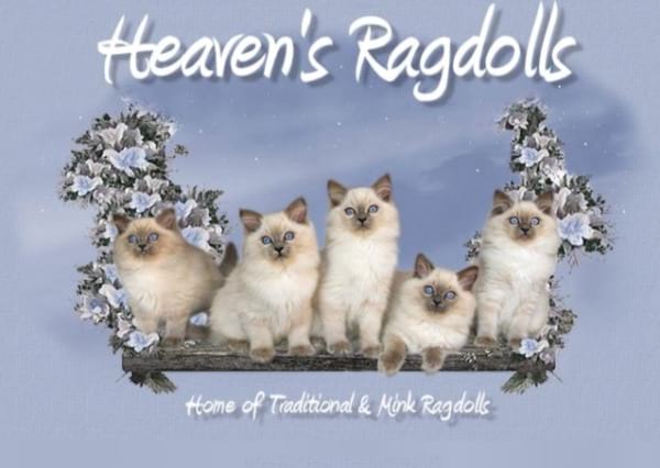 Heaven’s Ragdolls
