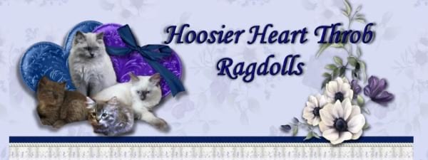 Hoosier Heart Throb Ragdolls Cattery