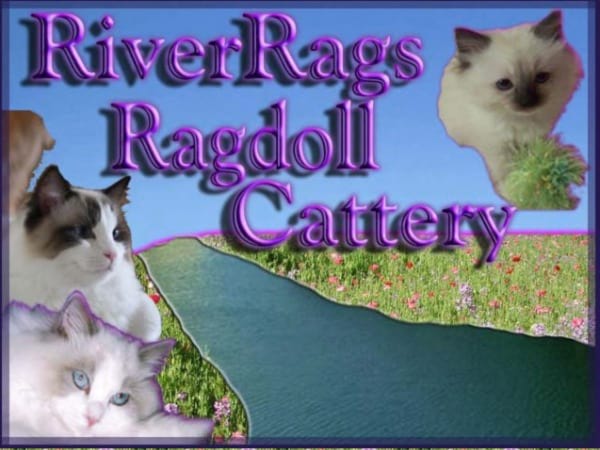 River Ragdoll Cattery