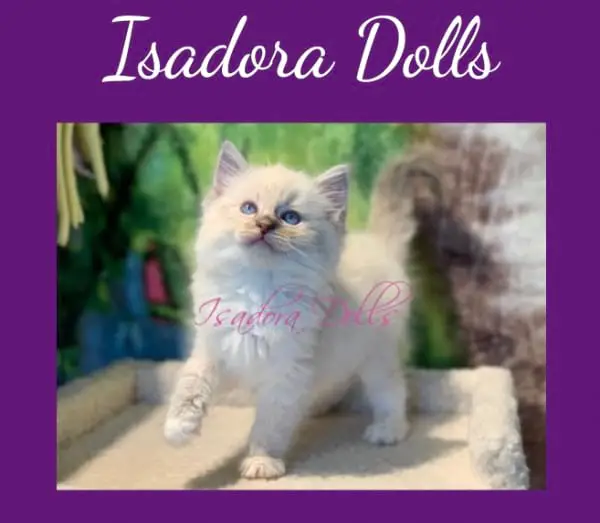 Isadora Dolls