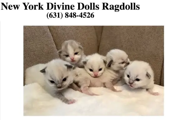 New York Divine Dolls Ragdolls