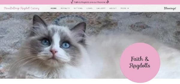 NinaDeDrap Ragdoll Cattery