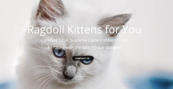 Ragdoll Kittens For You