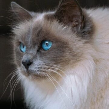 Ragdoll Kittens for Sale in Connecticut