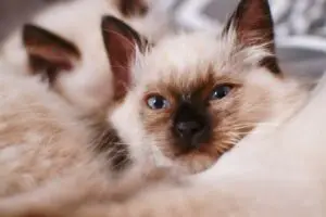 Ragdoll Kittens for Sale in Illinois
