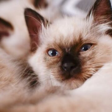 Ragdoll Kittens for Sale in Illinois