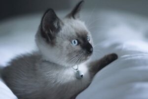 Ragdoll Kittens for Sale in Indiana