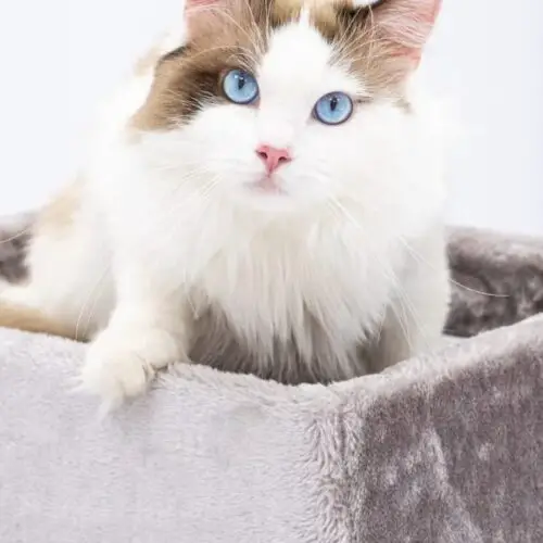 Ragdoll Kittens for Sale in Maryland
