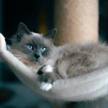 Ragdoll Kittens for Sale in Oregon