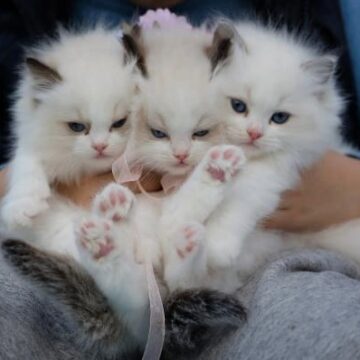 Ragdoll Kittens for Sale in Virginia