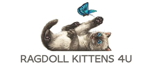 Ragdolls Kittens 4U