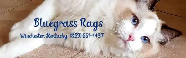 Bluegrass Rags Ragdolls