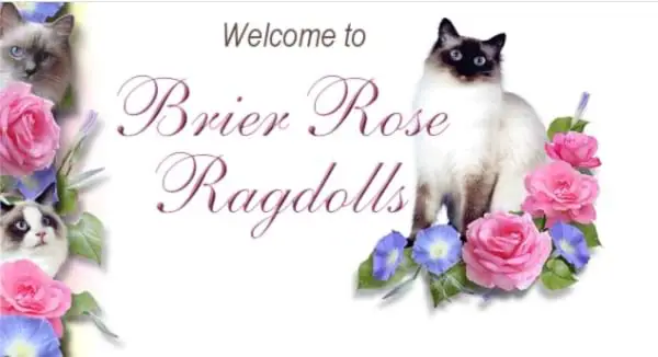 Brier Rose Ragdolls