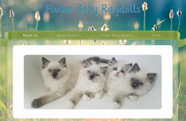 Flower Baby Ragdolls