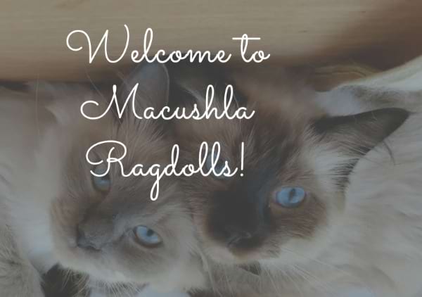 Macushla Ragdolls