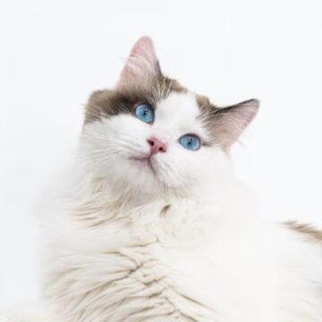 Ragdoll Kittens for Sale in Alabama