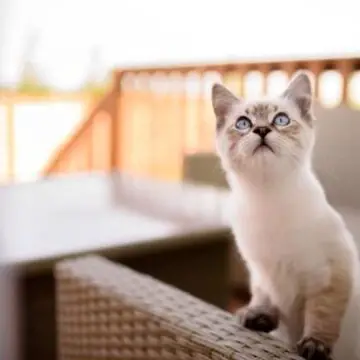 Ragdoll Kittens for Sale in Iowa