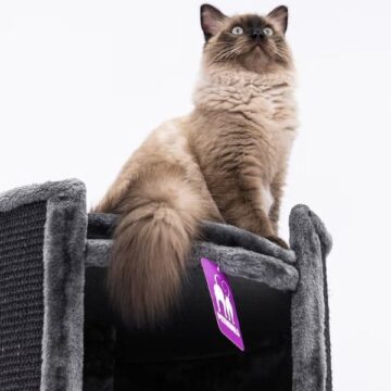 Ragdoll Kittens for Sale in Utah