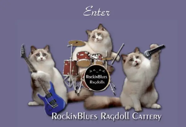 RockinBlues Ragdoll Cattery