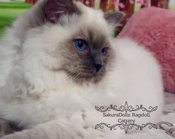 SakuraDolls - Kentucky Ragdoll Cattery