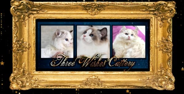 Three Wishes Cattery