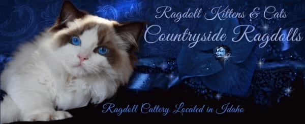 Countryside Ragdolls