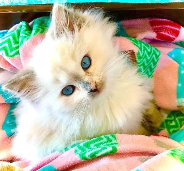 Homestead Haven Ragdoll Cattery