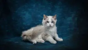 Ragdoll Kittens for Sale in Idaho