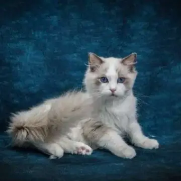 Ragdoll Kittens for Sale in Idaho
