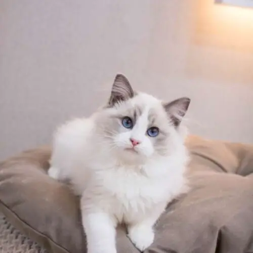 Ragdoll Kittens for Sale in Maine