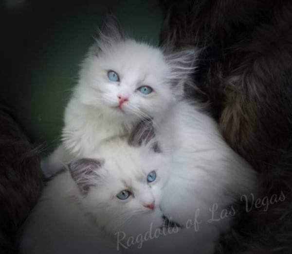 Ragdolls of Las Vegas