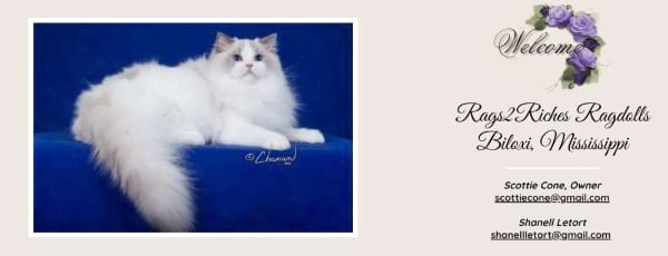 Rags2Riches Ragdolls