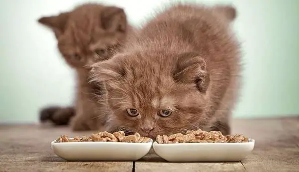 Benefits of Homemade Cat Food